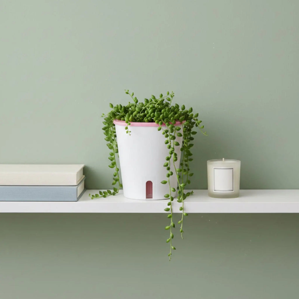 Self-Watering Planter