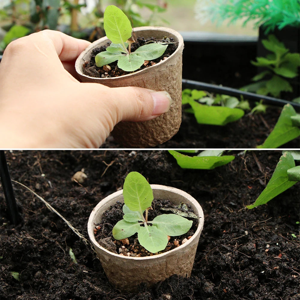 Biodegradable Seed Starter Pots - 10 Pack